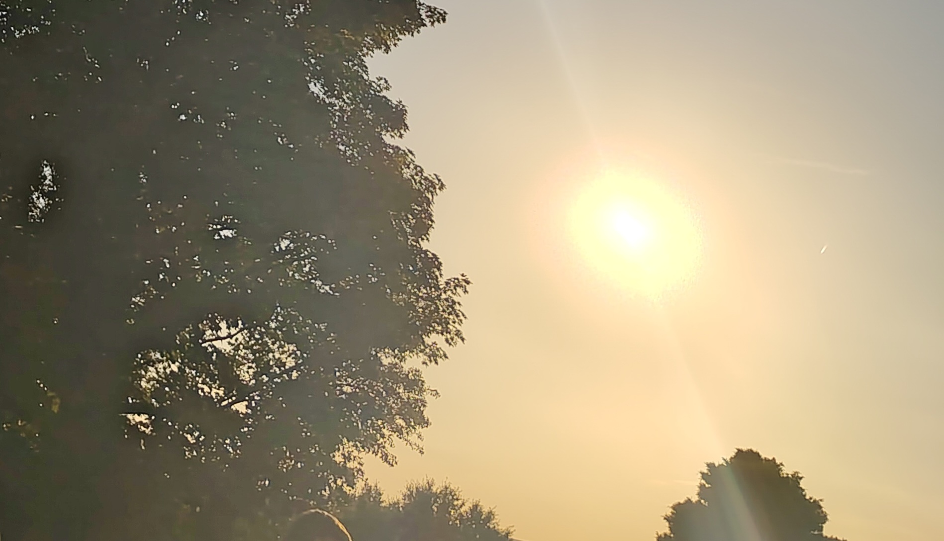 Grainy digital photo of half a large oak tree in silhouette, and the evening sun, which is too bright to tell if the moon is eclipsing it.