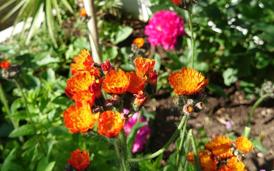 Close up of small bright orange flowers on a sunny day. In the out of focus background are a couple of other flowers, pink and red.