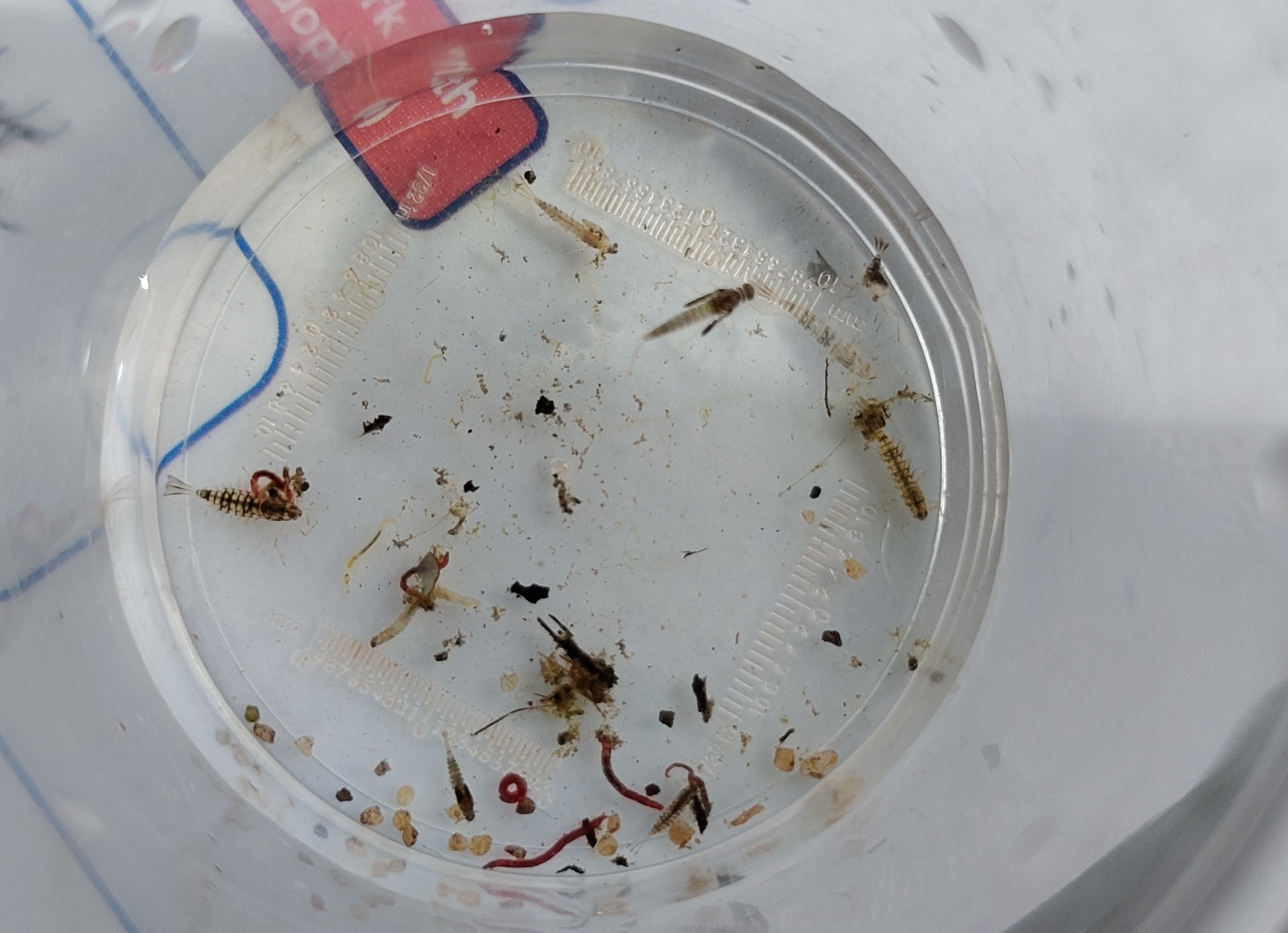 Photo of a small, clear, round plastic container, shot from above, within which are various tiny little creepy crawlies you might find in a pond.