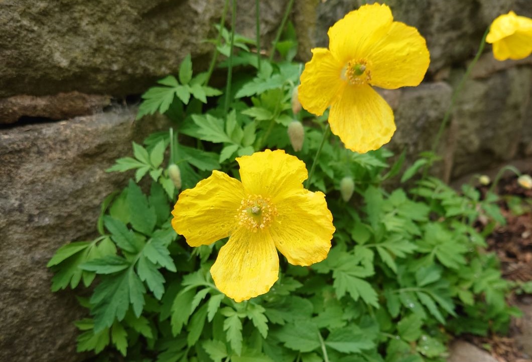 Closeup of two yellow poppies growing from the base of a grey stone wall
